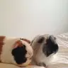 piggie