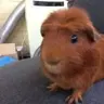 GingerPiggie