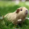 guinea Pigs!