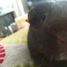 PennyThePiggy