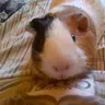 David Piggie Lover