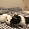 HerePigTherePig