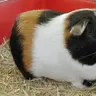 FluffyTeddypig