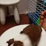 Truffle