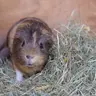 Chewpigs
