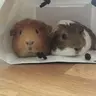 NamekoPigs