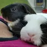 Picklesmum