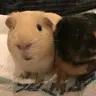 piggeez