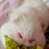 Wheekos