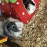 guineapigs03