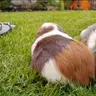 Kaipo Cavia