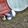 Katies_piggies