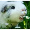 S.Pigglesworth