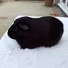 Guineapiglover!