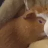 Monk & Teddy