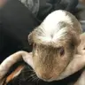 woofsqueak