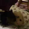 Wiggyg