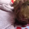 Guinea Winnie