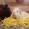 noodlesluvspie