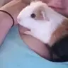 Pigsneedlovetoo