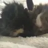 Piggiepotatoes