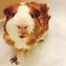 GuineaPigGeek