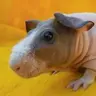 PiggyPower2018
