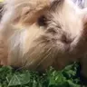 Winnies
