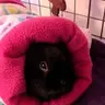 Piggies&Me