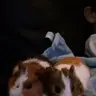guineachic