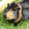 Looby