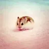 <3GP<3