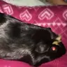 Cari