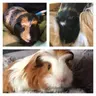 Ratpigs