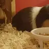 Speedy Piggie