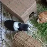 Wiggymum