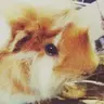Guinea_pig5