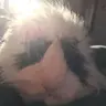 Elvisistheman