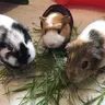 MaggieGuinea