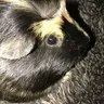 Oodjamaflip