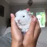 guineapigss