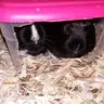 Little Piglets