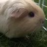 Piggies101