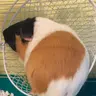 Callie The Pig