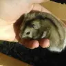 JEMx