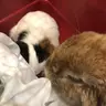 littlejppig