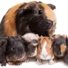 pig squeaks! :)