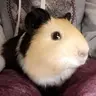 ChicosMama