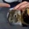 LizzieH