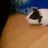 Sniffs_Mom01